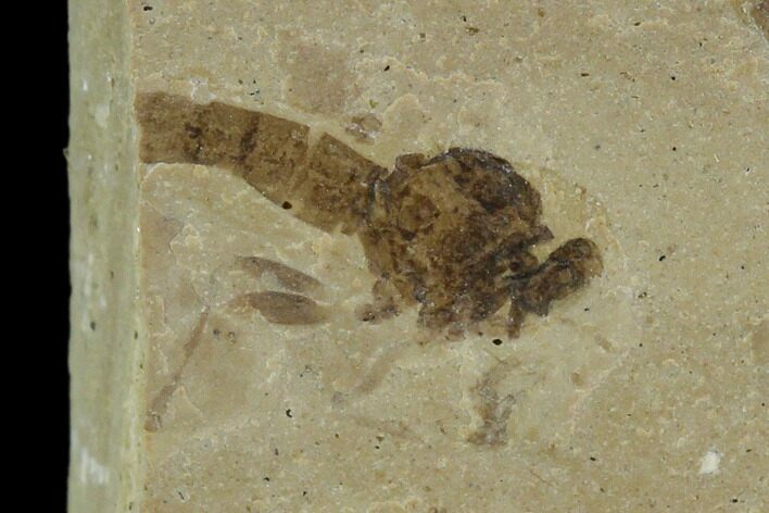 Fly Fossil (Asilidae) - Green River Formation #101611